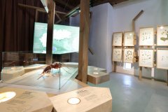 Foto: Universalmuseum Joanneum/J.J. Kucek